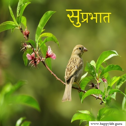  subhprabhat-images-with-bird.