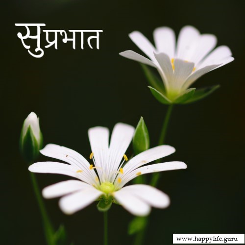  subhprabhat-images-with-white-flowers.