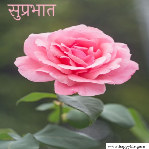  subhprabhat-rose-images